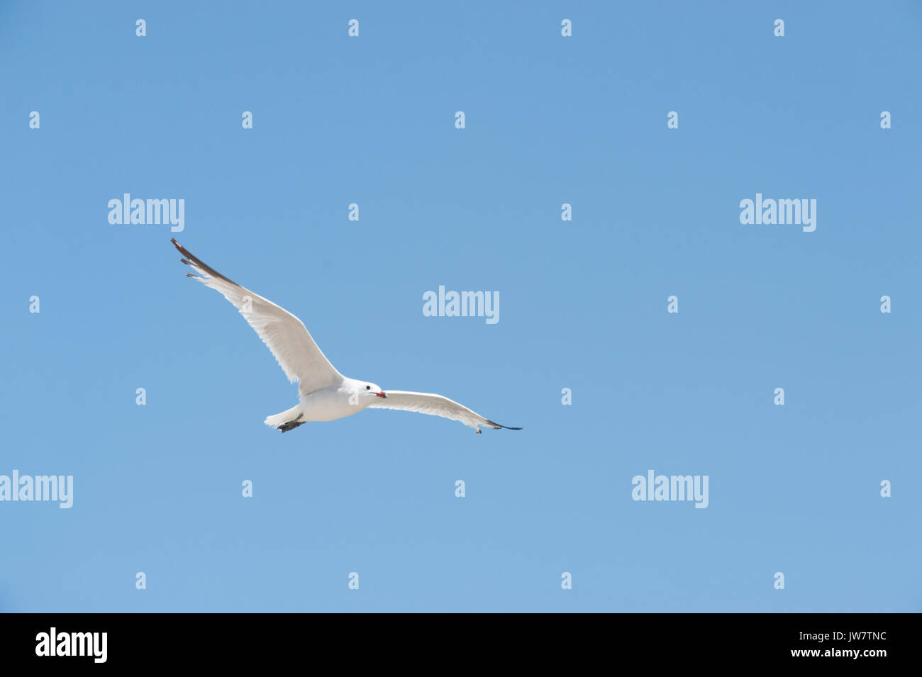 Audouin il gabbiano, (Larus audouinii), in volo, Ibiza, Isole Baleari, Spagna, Mare Mediterraneo Foto Stock