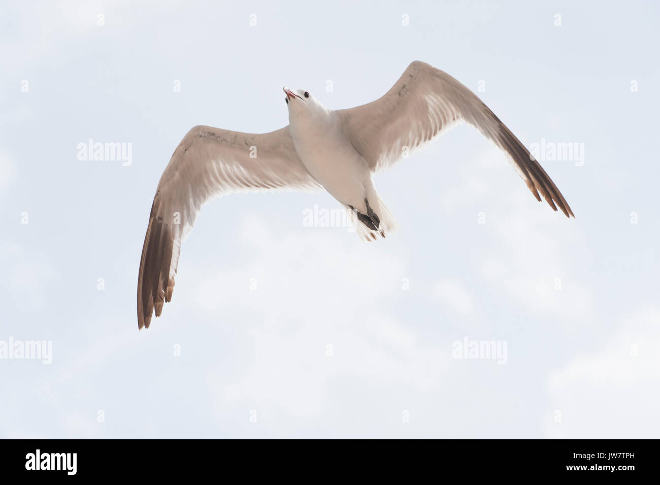 Audouin il gabbiano, (Larus audouinii), in volo, Ibiza, Isole Baleari, Spagna, Mare Mediterraneo Foto Stock