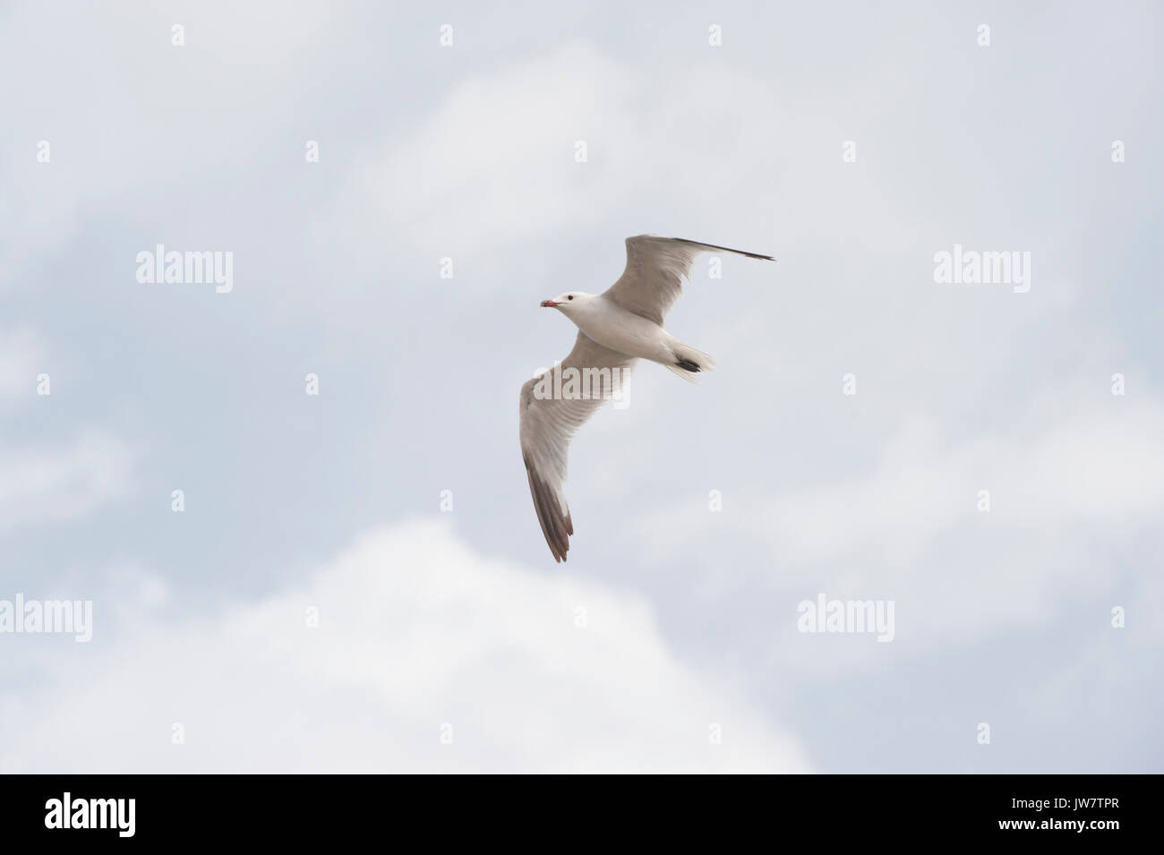 Audouin il gabbiano, (Larus audouinii), in volo, Ibiza, Isole Baleari, Spagna, Mare Mediterraneo Foto Stock