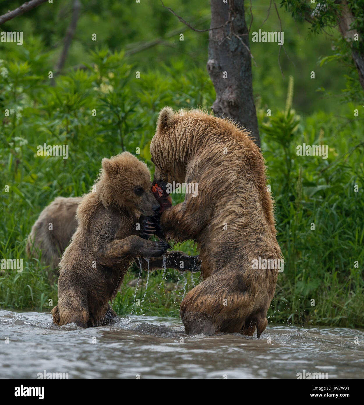 Brown Bear Cub cercando di combattere il Salmone Sockeye dalla madre. Immagine è stata scattata in sistemi fluviali svuotamento nel Curili Lago, Kamchatka, Russia. Foto Stock