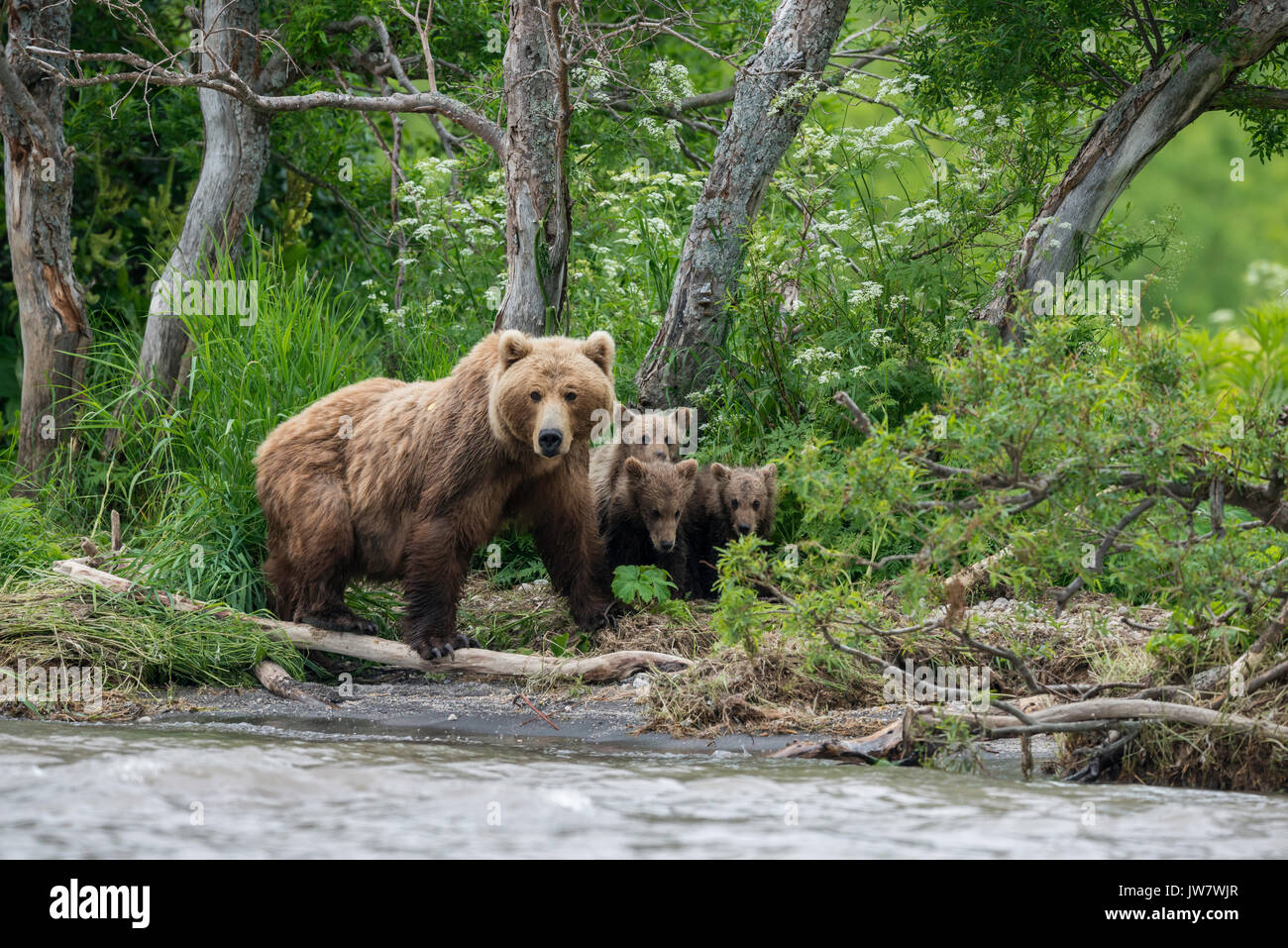 Madre orso bruno e i suoi quattro cubs guardando al Salmone Sockeye sulle rive del fiume ozernaya, kamchatka, Russia. Foto Stock