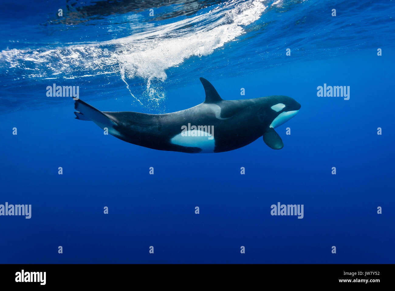 Orca femmina nuotare vicino alla superficie, Isola del nord, Nuova Zelanda. Foto Stock