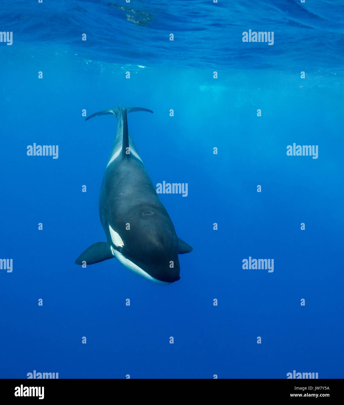 Orca femmina nuotare vicino alla superficie, Isola del nord, Nuova Zelanda. Foto Stock
