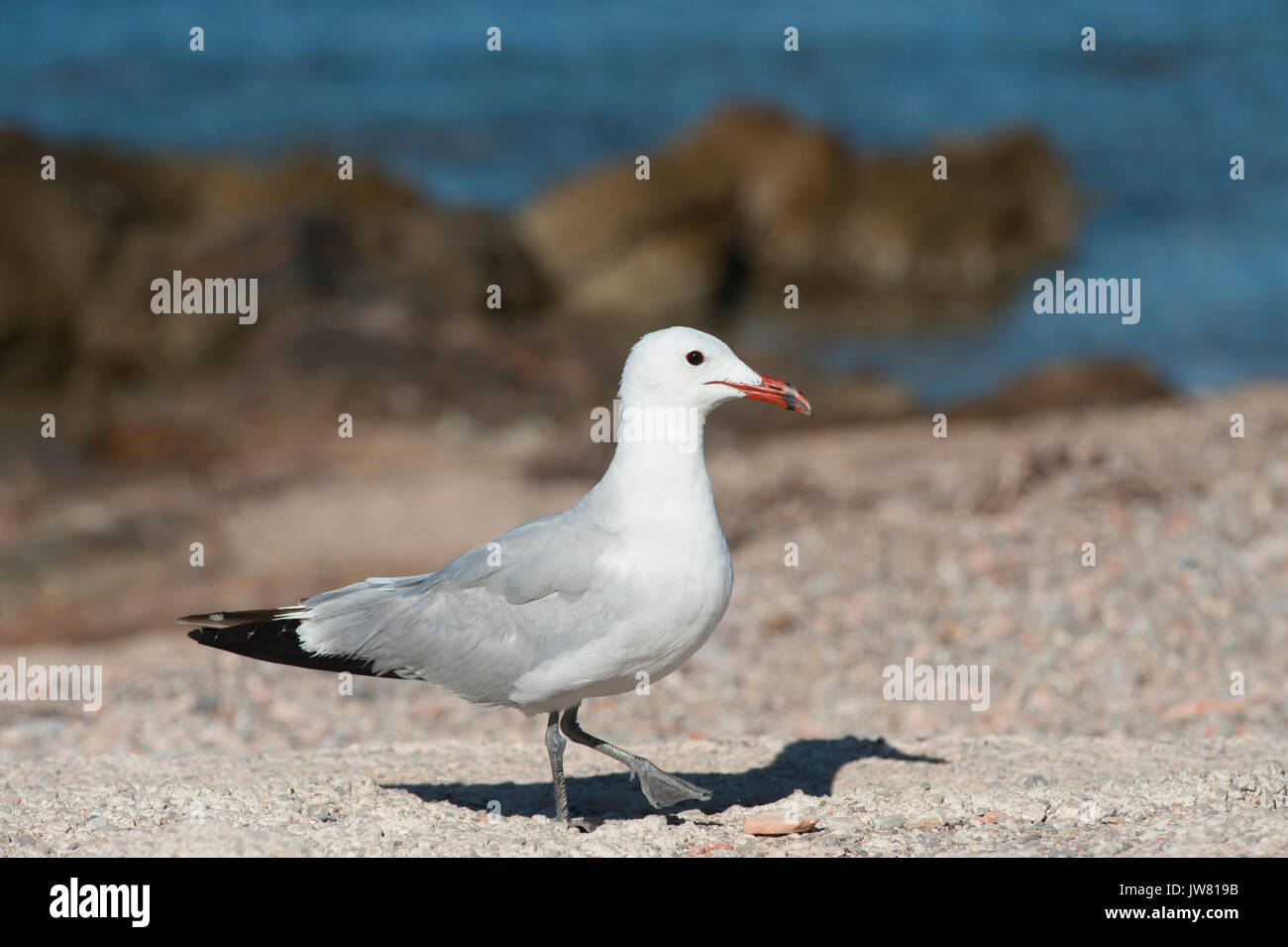 Audouin il gabbiano, Larus audouinii, Ibiza, Isole Baleari, Mare Mediterraneo Foto Stock