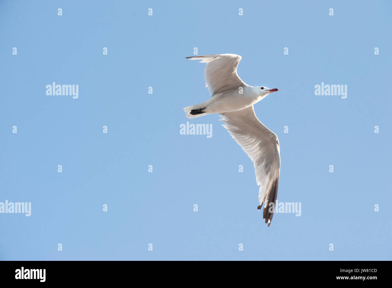 Audouin il gabbiano, (Larusaudouinii), in volo, Ibiza, Isole Baleari, Spagna, Mare Mediterraneo Foto Stock