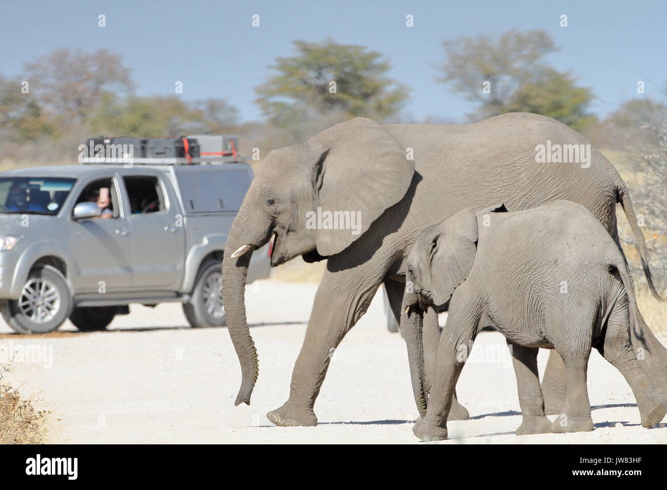 Due elefanti attraversando la strada sterrata mentre un safari auto fermarsi per dargli il modo. Foto Stock