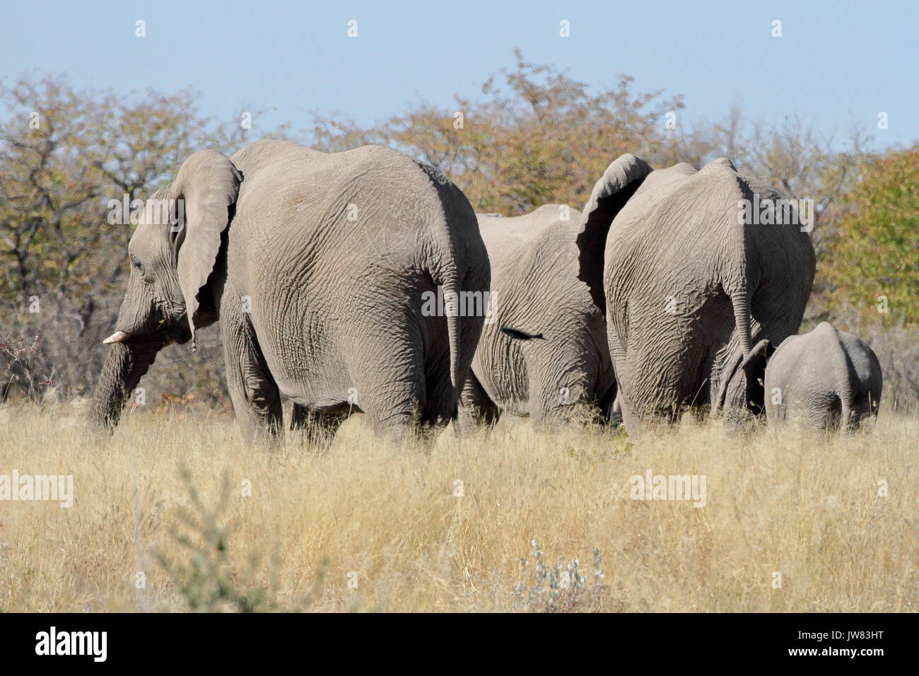 Gli elefanti famiglia presso il Parco Nazionale di Etosha. Foto Stock