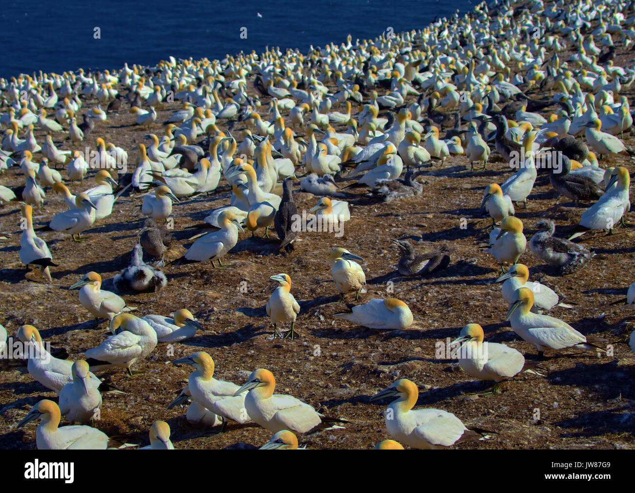 America Canada Quebec, Gaspésie, area Percé, Bonaventura isola el park, le sule uccelli Foto Stock