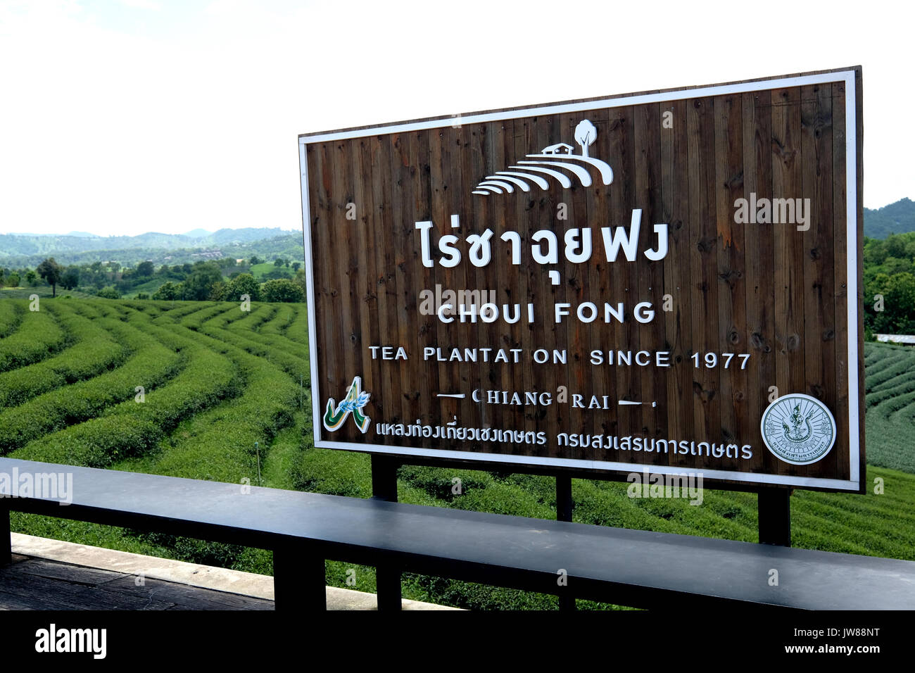 Choui Fong la piantagione di tè, Nr Chiang Rai, Thailandia del Nord Foto Stock