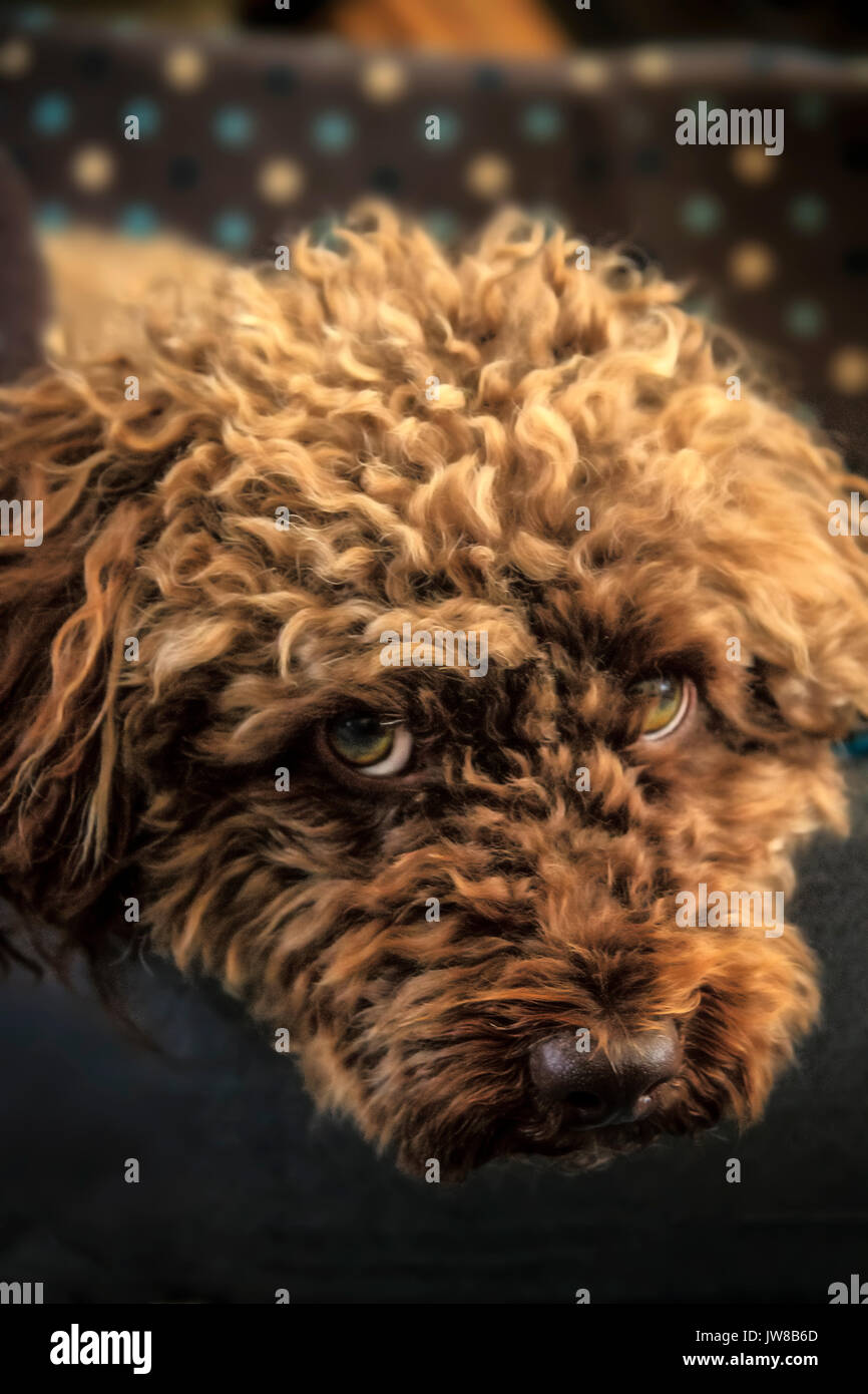 Cockapoo cane. Una razza stabilito da un incrocio tra un cocker spaniel e un barboncino Foto Stock
