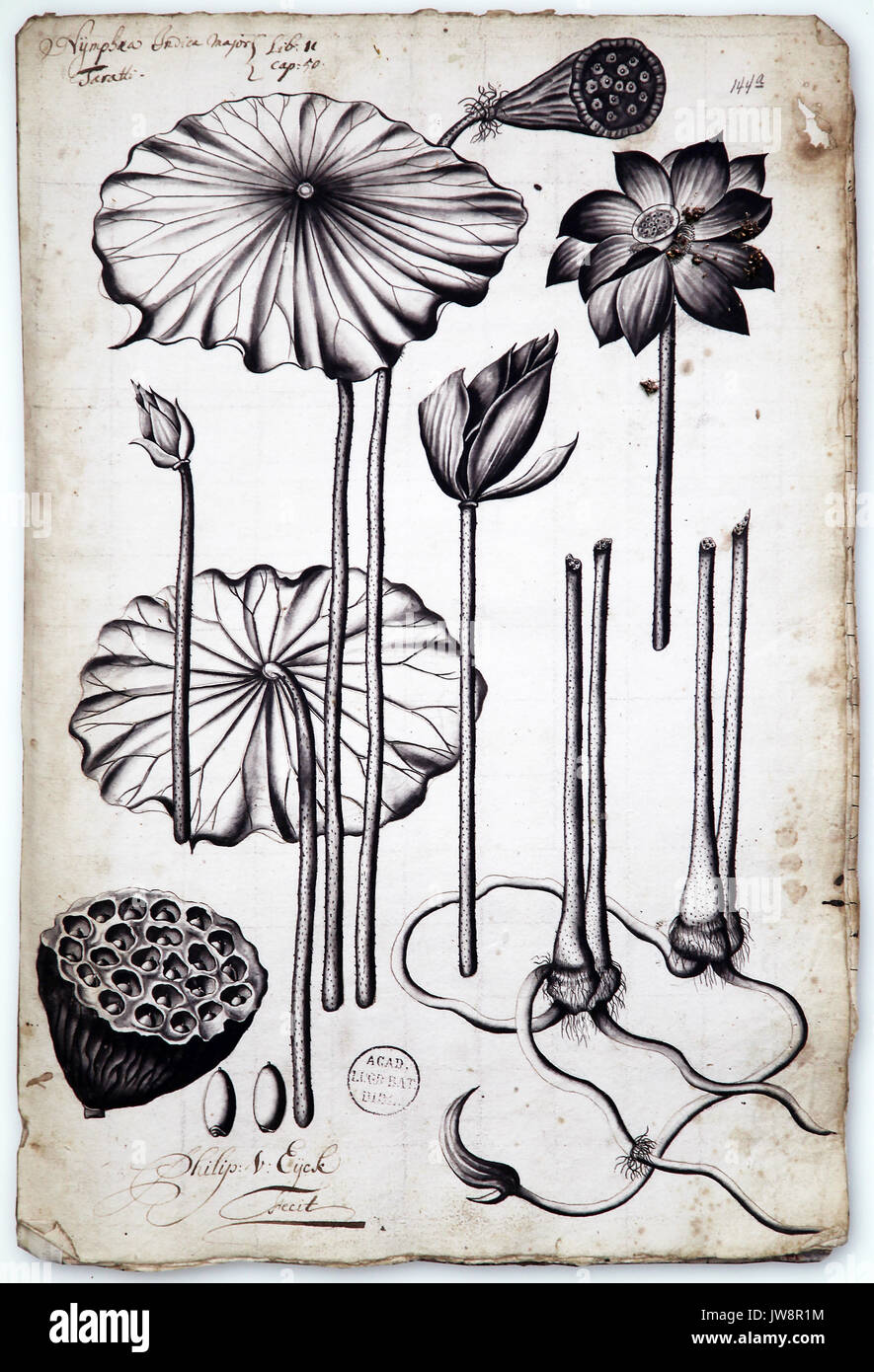 Nelumbo nucifera aka Indian lotus.fagiolo di India.sacro lotus.fagiolo egiziano.lotus Foto Stock