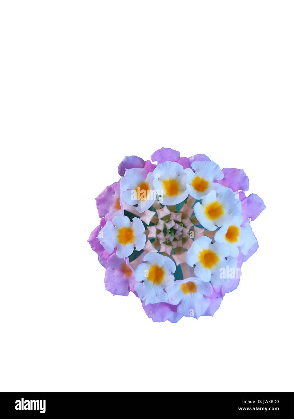 Bella viola, rosa e bianco lantana cocoon fiore isolato Foto Stock