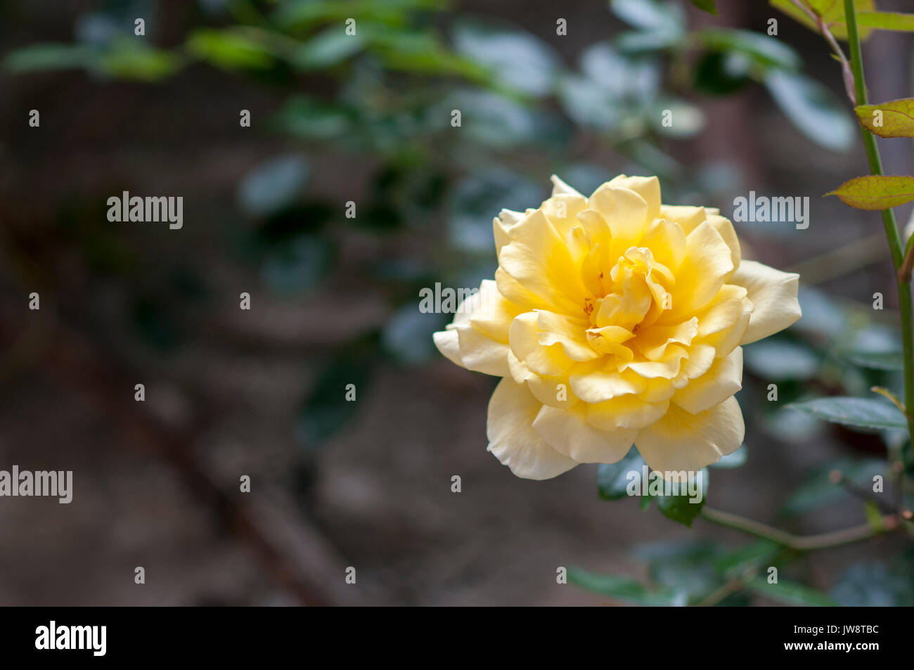 Rose bush, a Esterri d'Aneu, Pirenei, Catalogna, Spagna. Foto Stock