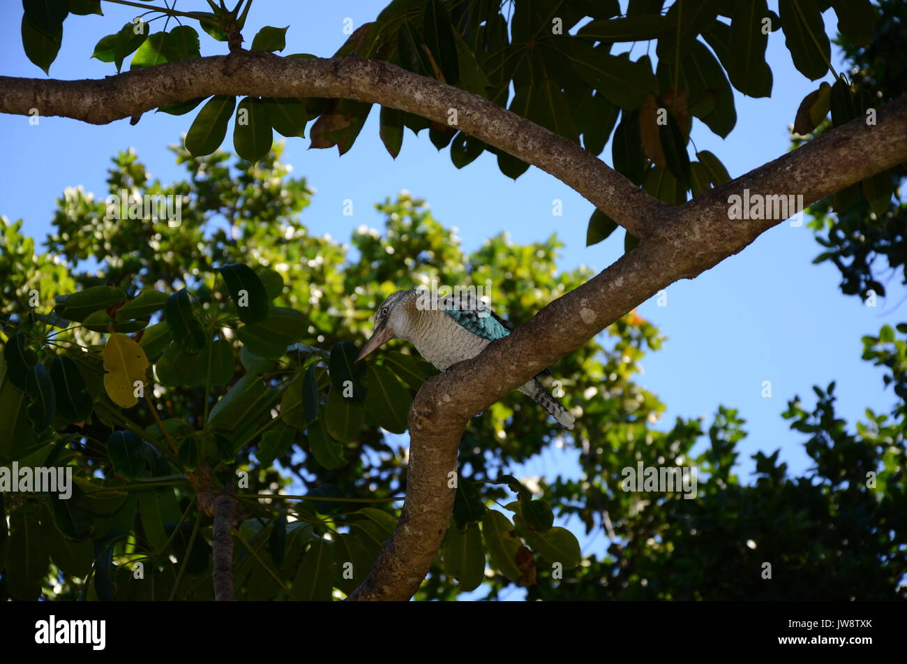 Cookaboro, nativo di uccelli Australiani Foto Stock