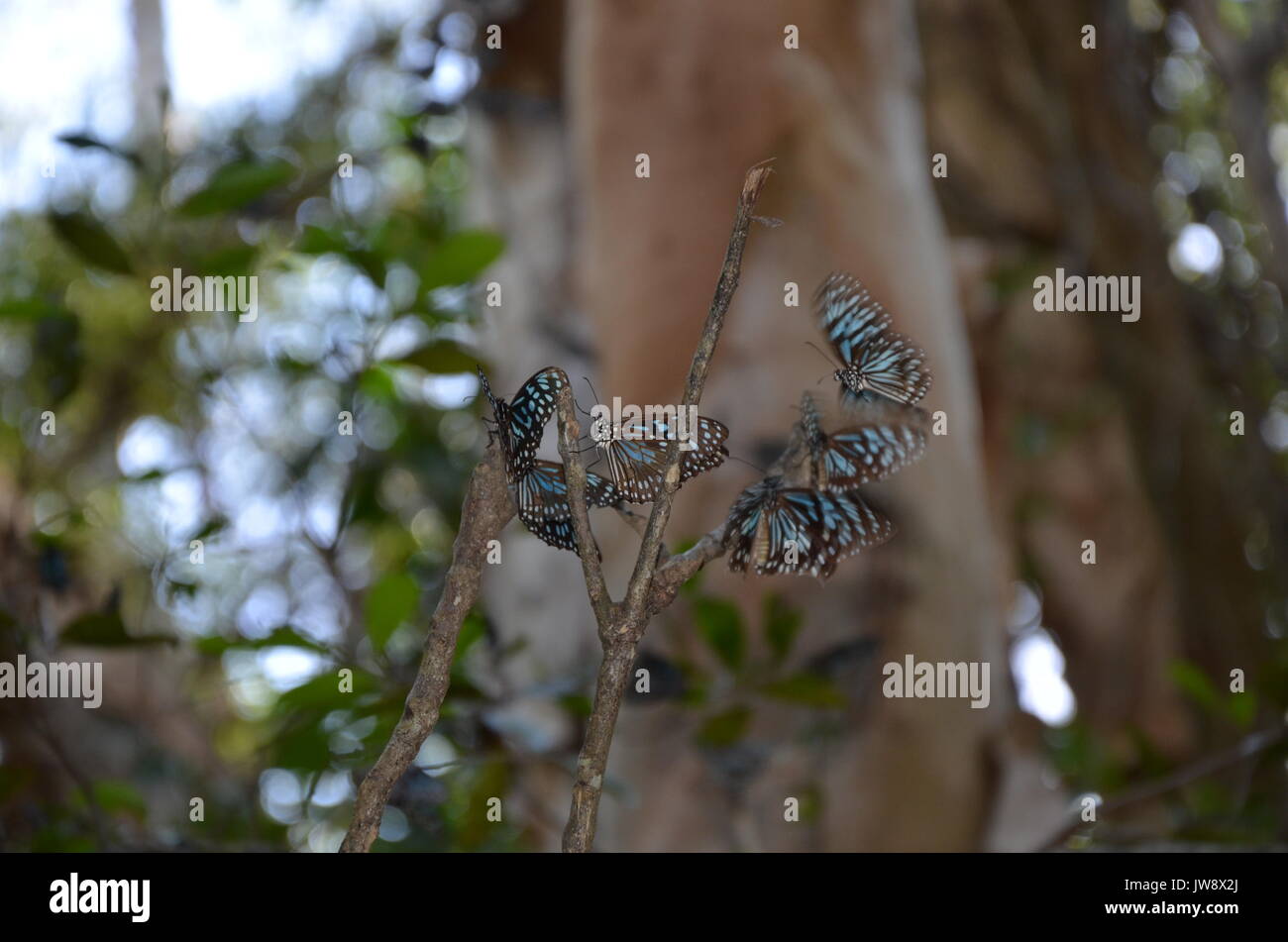 Tirumala limniace, la tigre blu butterfly, Magnetic Island Foto Stock
