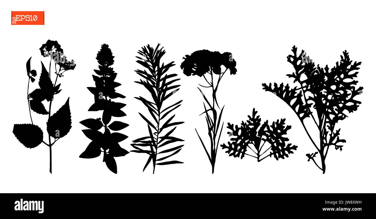 Impostare silhouette nera di fiori e foglie illustrazione vettoriale Illustrazione Vettoriale