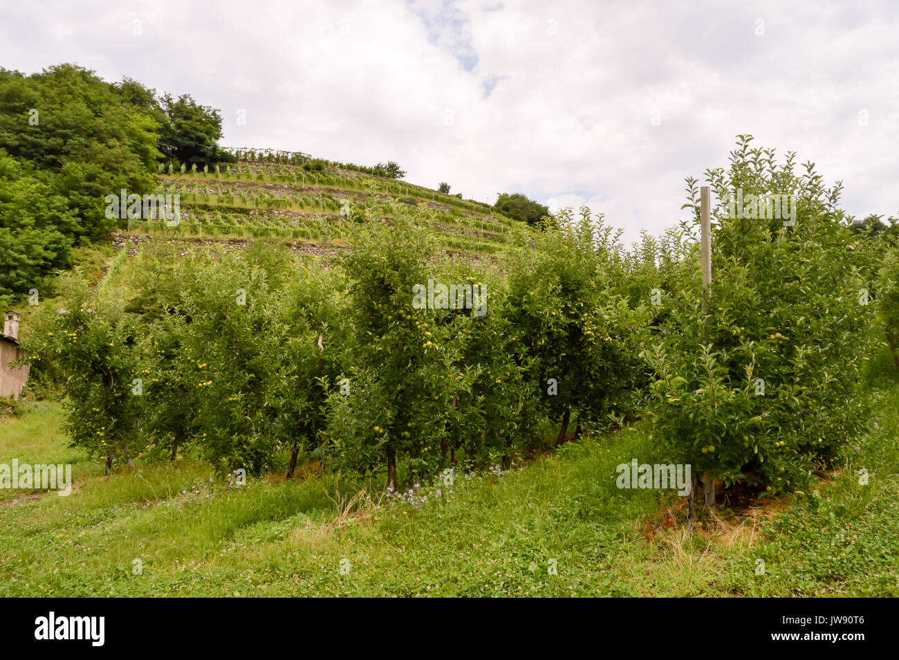 Campi di alberi di mele nella regione del Trentino Alto Adige Foto Stock