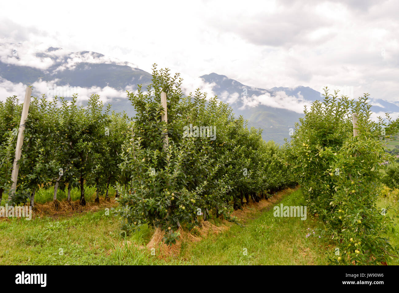 Campi di alberi di mele nella regione del Trentino Alto Adige Foto Stock