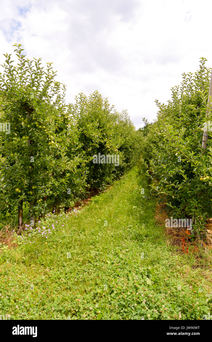 Campi di alberi di mele nella regione del Trentino Alto Adige Foto Stock