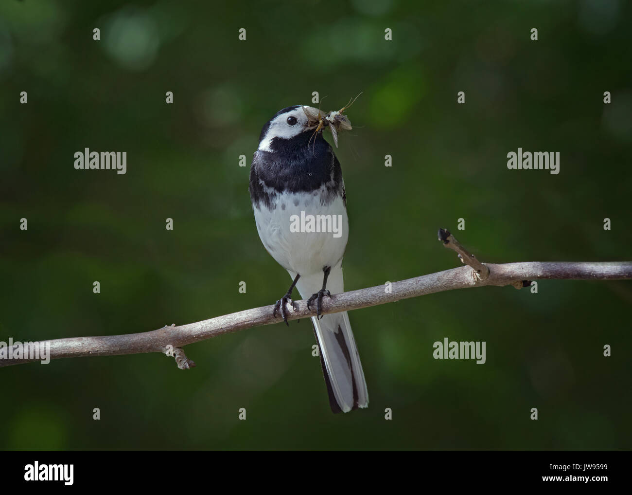 Pied wagtail, motacilla alba, appollaiato sul ramo con la preda a Loch Lomond Foto Stock