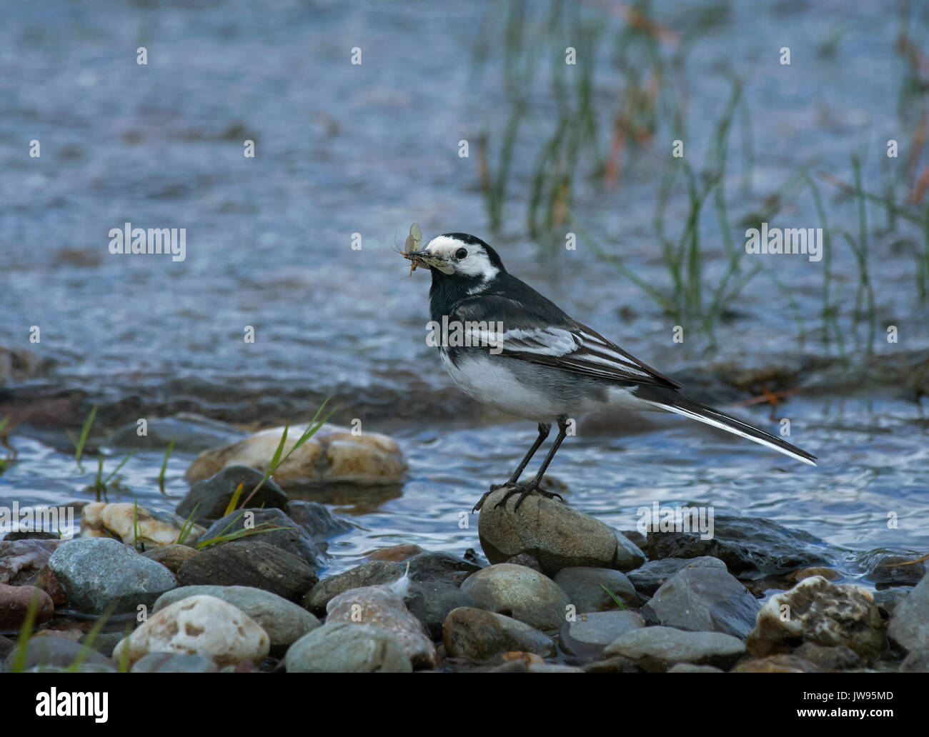 Pied wagtail, motacilla alba, con la preda sulle rive di Loch Lomond Foto Stock