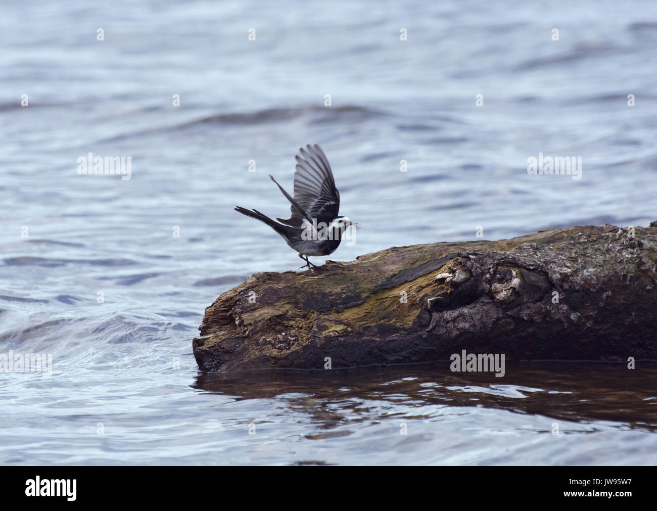 Pied wagtail, motacilla alba, con la preda sulle rive di Loch Lomond Foto Stock