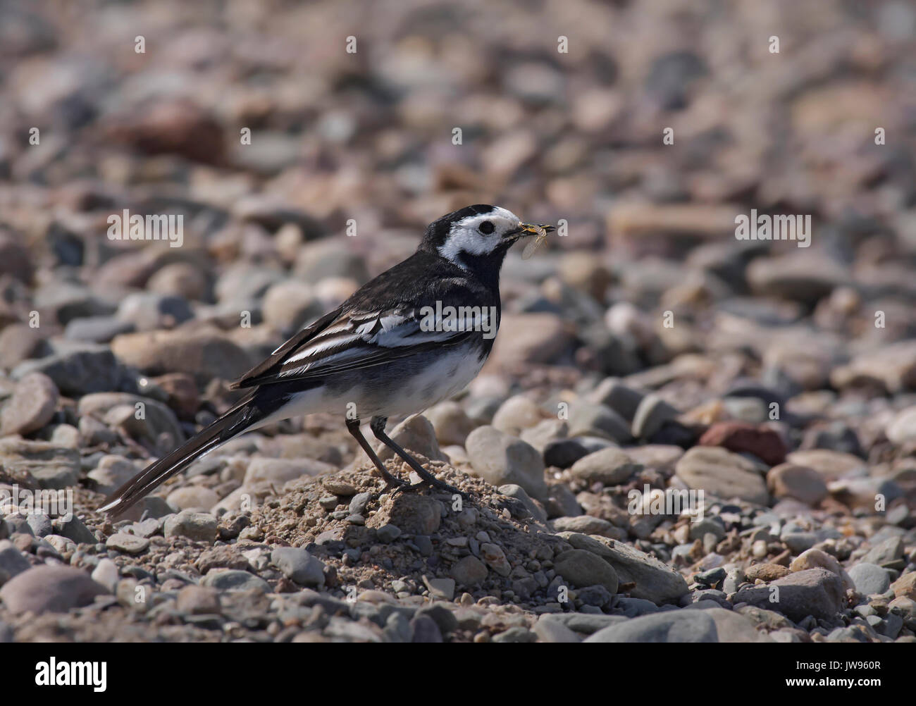 Pied wagtail, motacilla alba, con la preda sulle rive di Loch Lomond Foto Stock