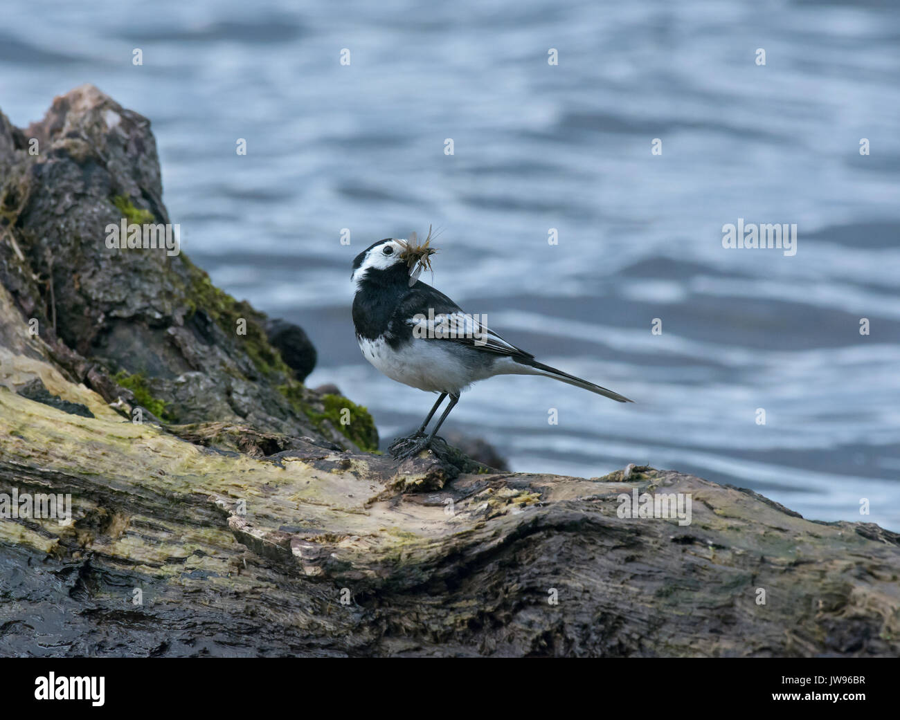 Pied wagtail, motacilla alba, con la preda sulle rive di Loch Lomond Foto Stock