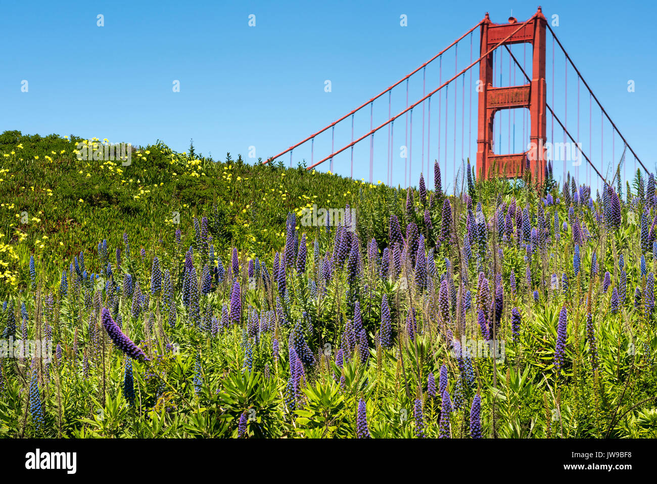 Golden Gate Bridge di San Francisco - rosso struttura in acciaio lucido contro il cielo blu con in primo piano del Echium viola Foto Stock
