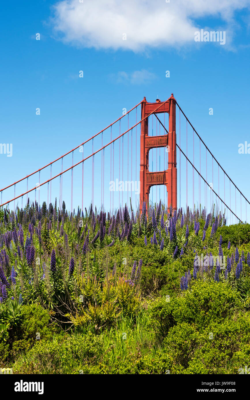 Golden Gate Bridge di San Francisco - rosso struttura in acciaio lucido contro il cielo blu con in primo piano del Echium viola Foto Stock