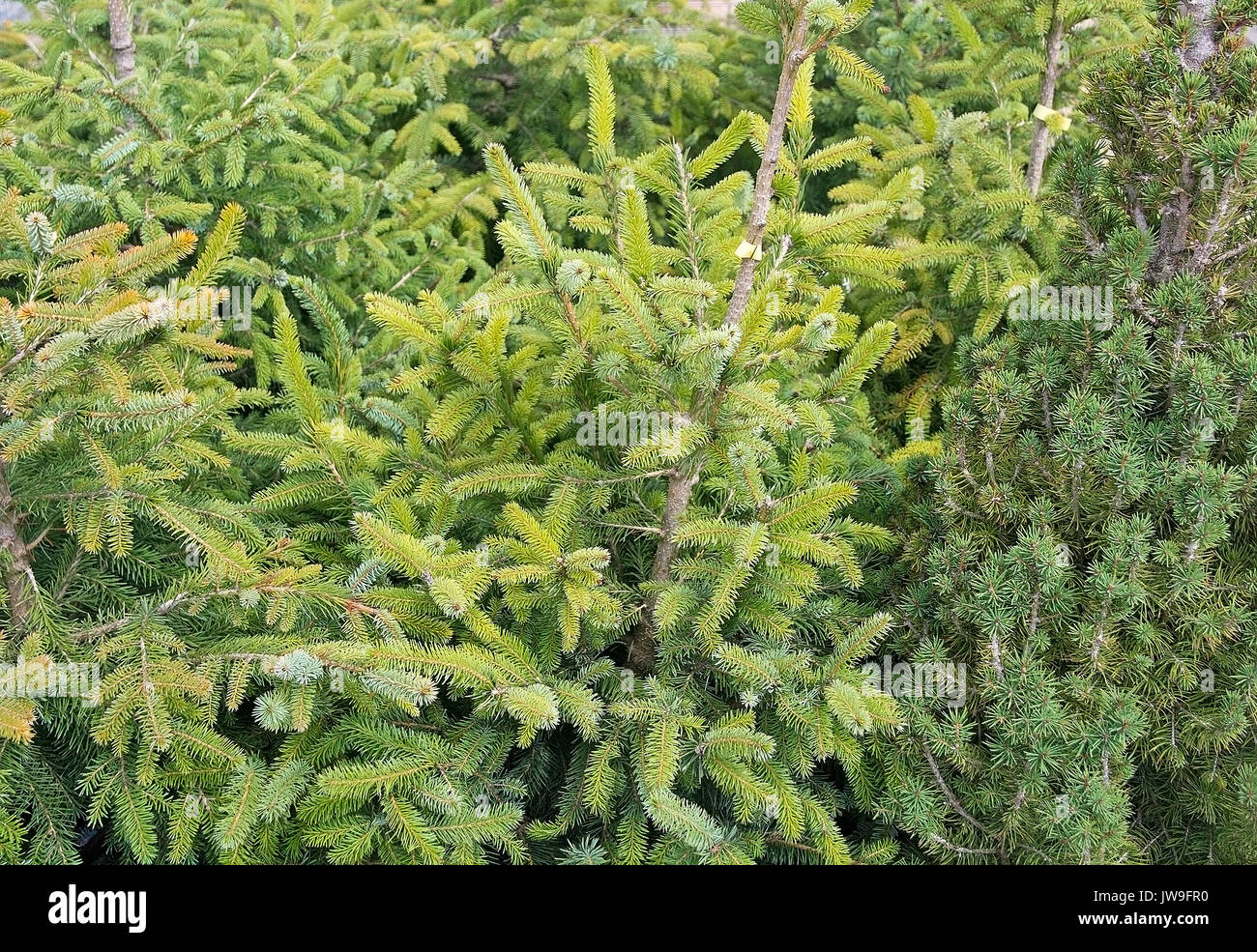 Abete verde closeup con sfondo degli aghi Foto Stock