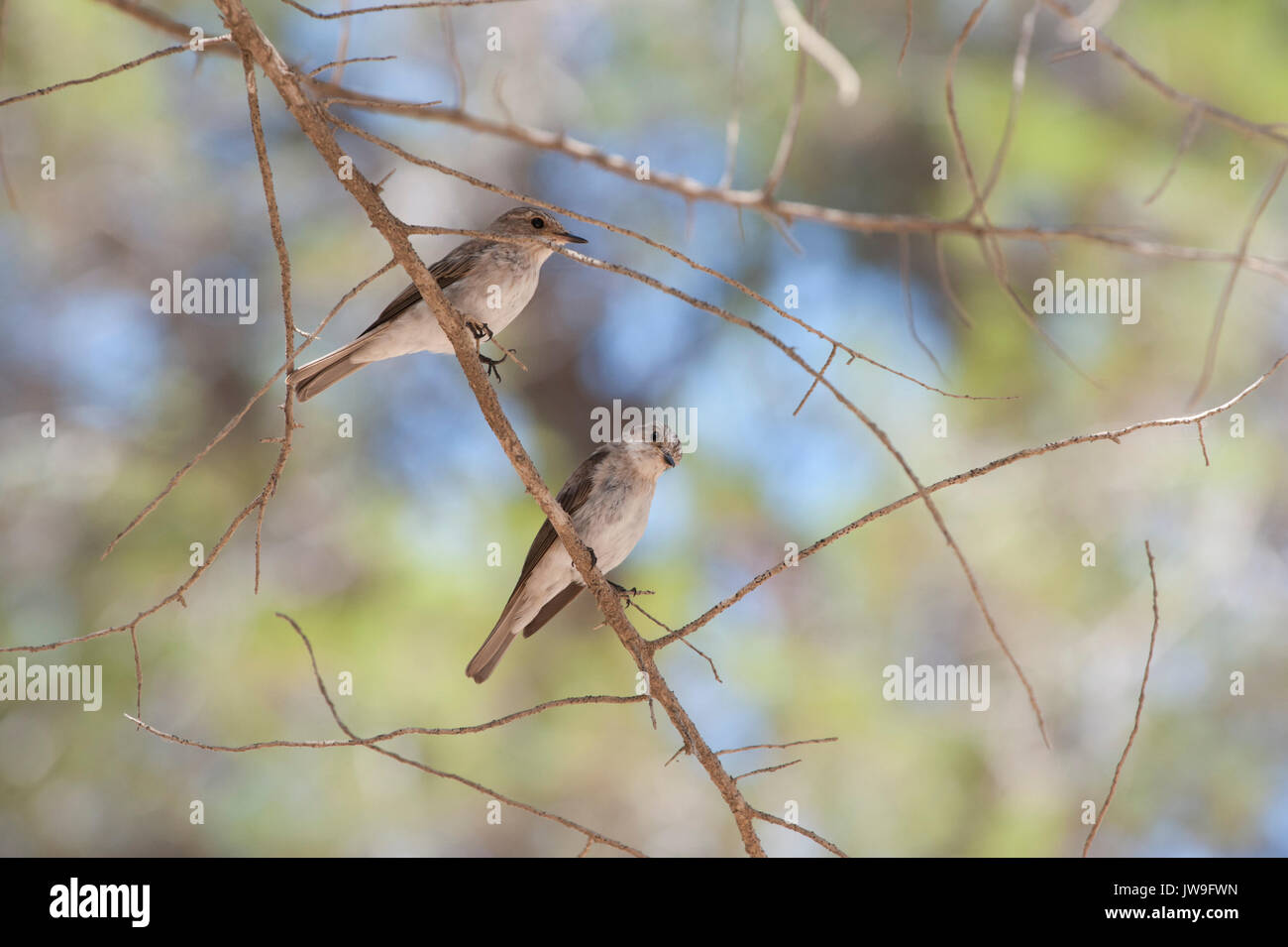 Due Spotted Flycatchers, (Muscicapa striata), Ibiza, Isole Baleari, Spagna, Mediterranea Foto Stock
