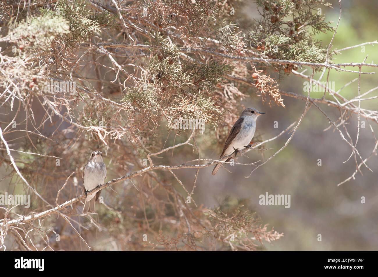 Spotted Flycatcher, (Muscicapa striata), Ibiza, Isole Baleari, Spagna, Mediterranea Foto Stock