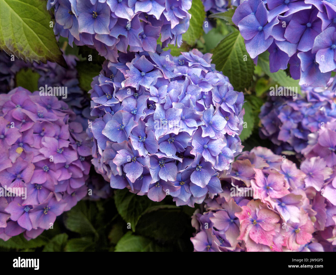 Hydrangea macrophylla blomming capi vicino fino a BHZ Foto Stock