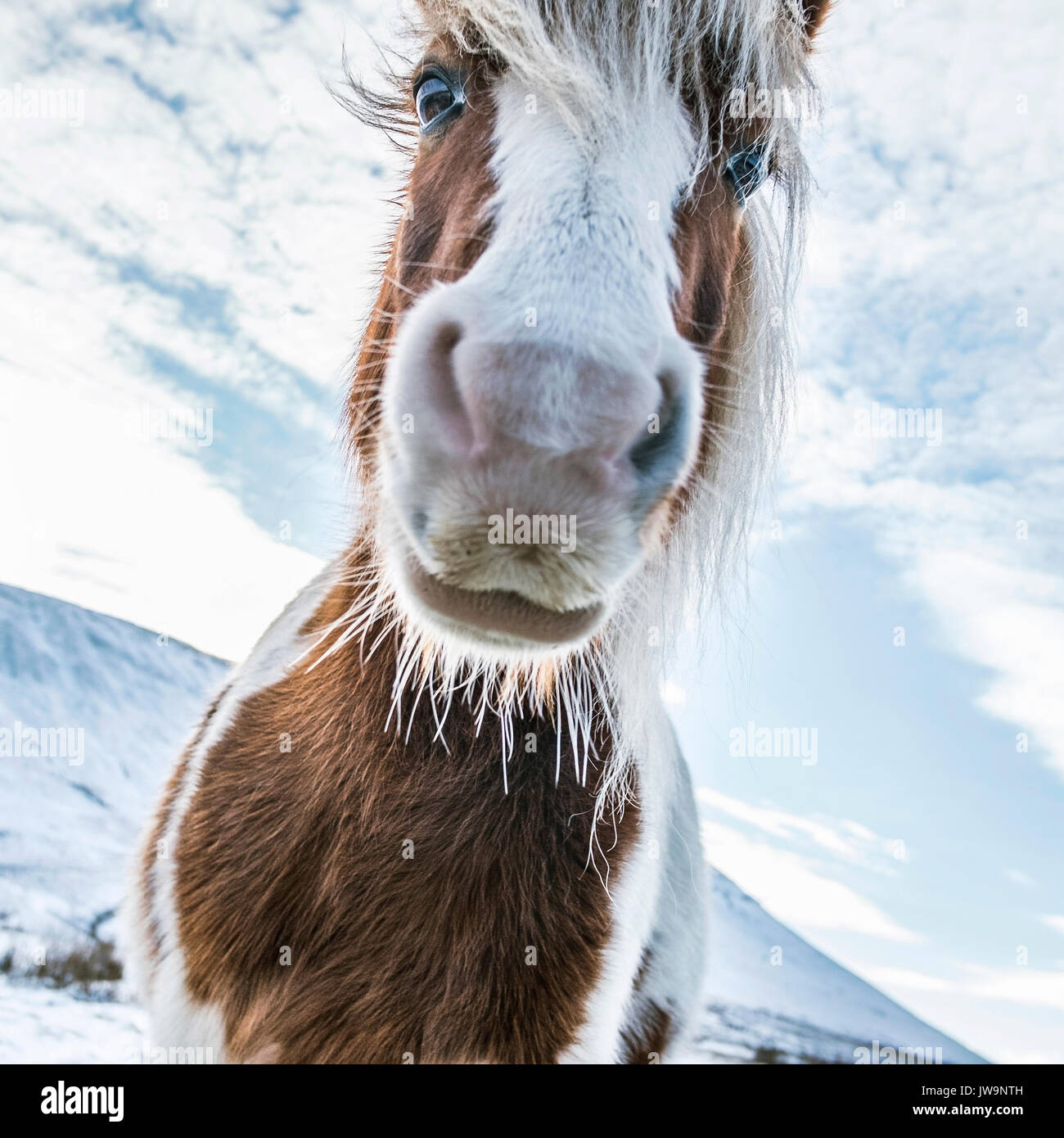 Un pony sulle colline che confinano con l'Inghilterra e il Galles a fine inverno/inizio primavera, quando c'è ancora neve sul terreno più alto Foto Stock
