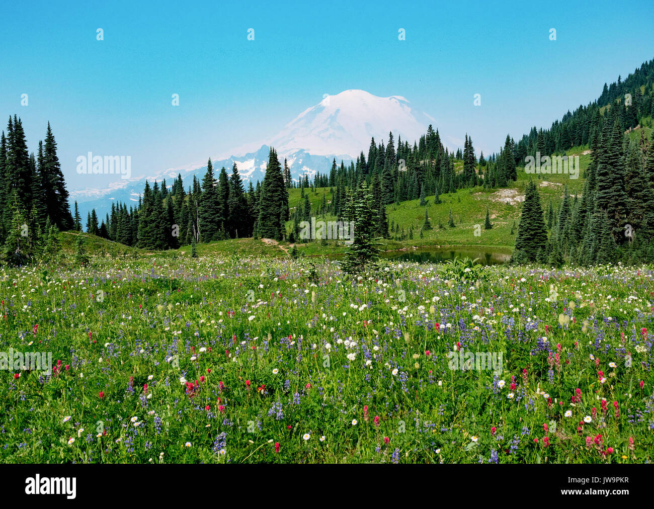 Mount Rainier fiori selvaggi sul lago tispsoo/picco naches loop trail Foto Stock