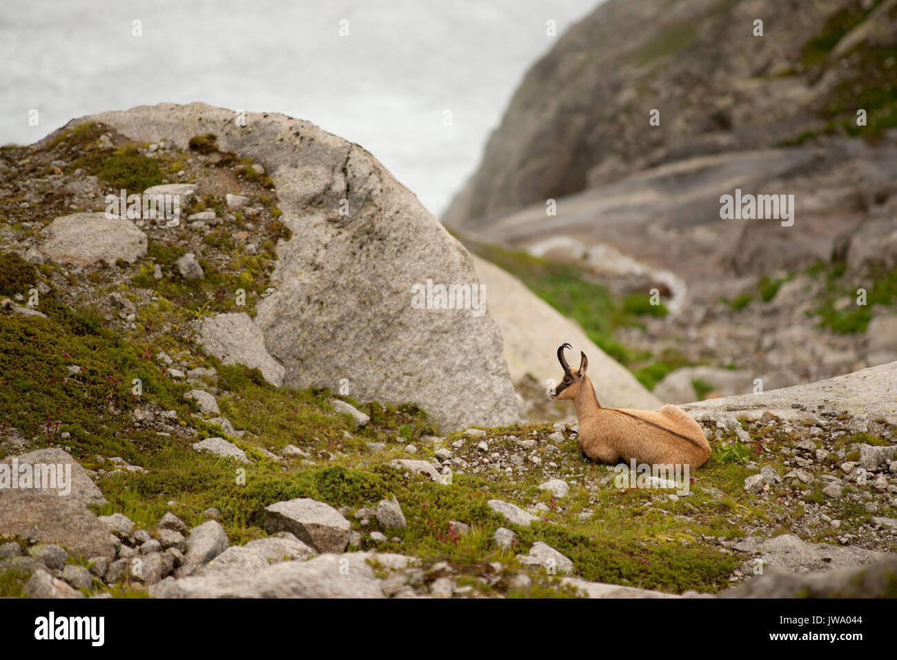 Il camoscio (Rupicapra rupicapra), specie di capra-antelope nativo di montagna in Europa. les Aiguilles de Chamonix Haute Savoie, il massiccio del Monte Bianco. Foto Stock