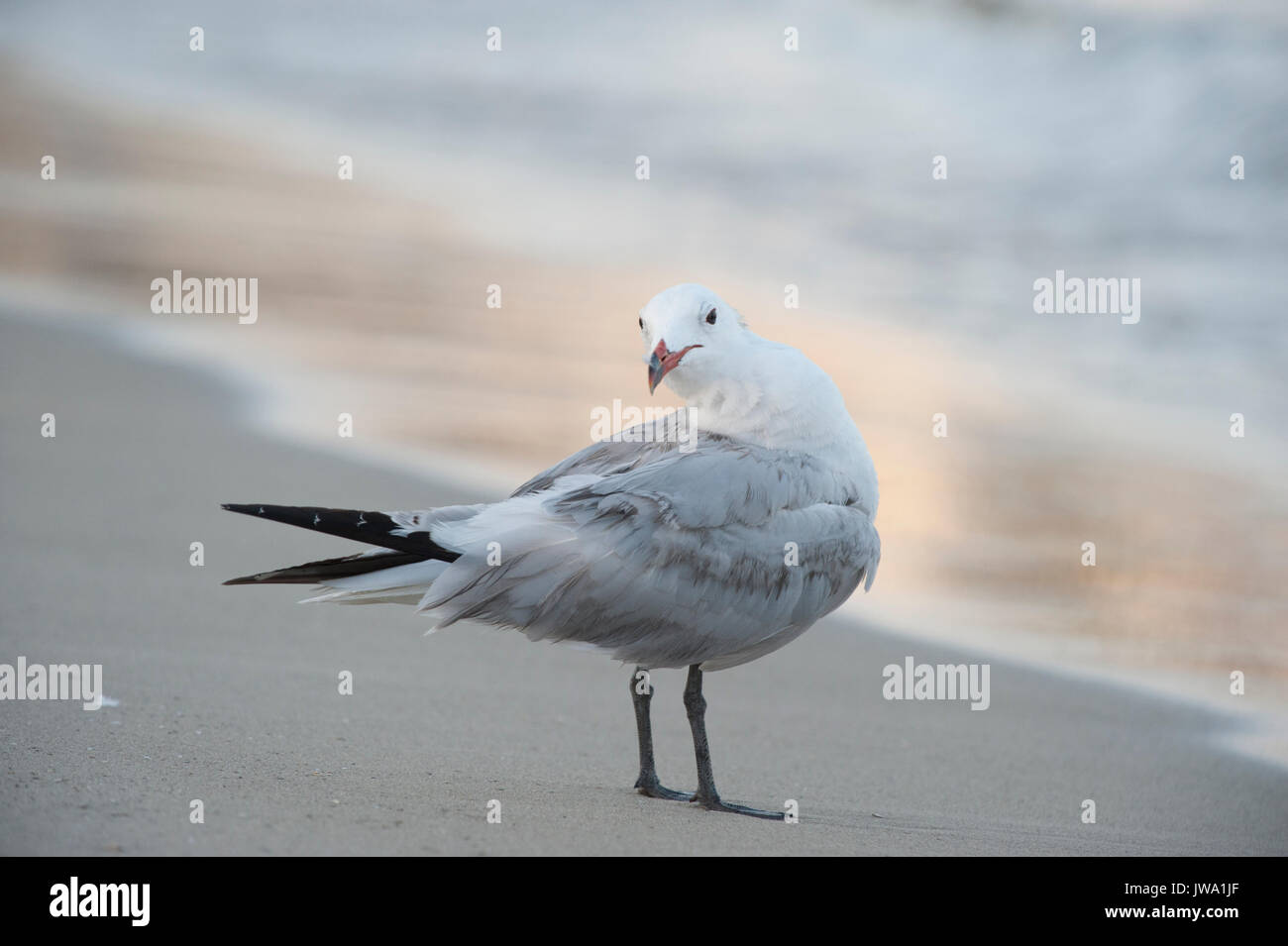 Audouin il gabbiano, Larus audouinii, preening, Ibiza, Isole Baleari, Mare Mediterraneo Foto Stock