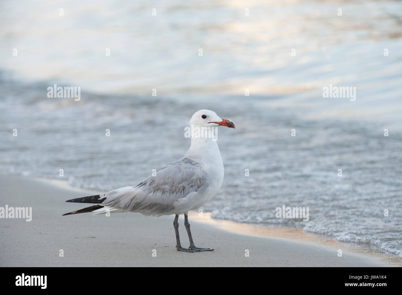 Audouin il gabbiano, Larus audouinii, Ibiza, Isole Baleari, Mare Mediterraneo Foto Stock