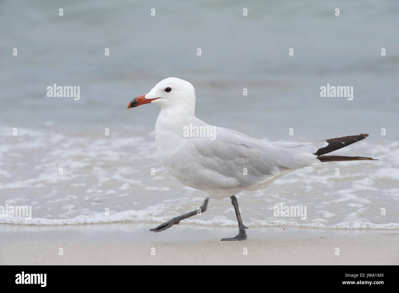 Audouin il gabbiano, Larus audouinii, Ibiza, Isole Baleari, Mare Mediterraneo Foto Stock