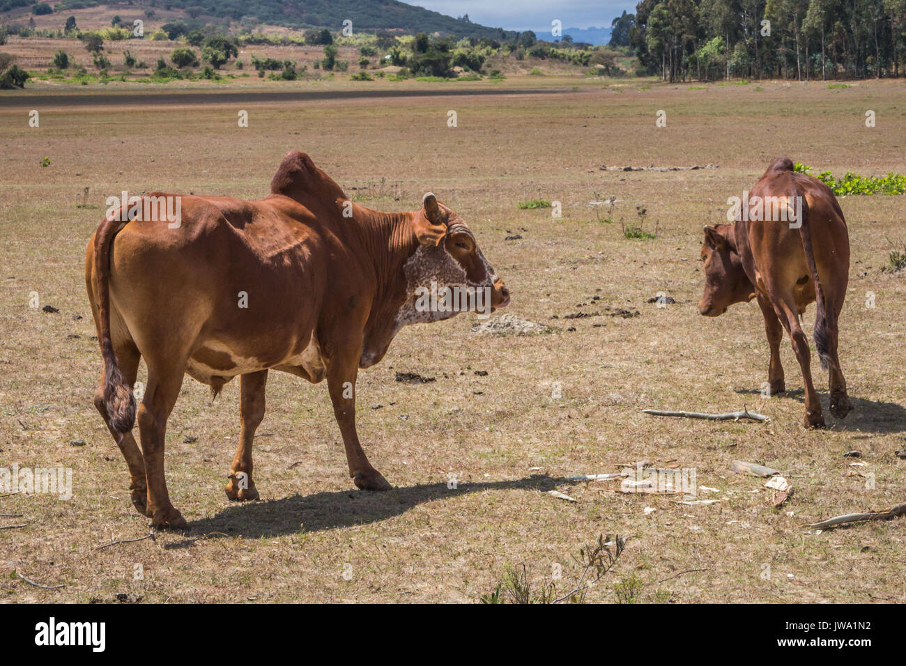 Iringa rosso bovini zebù (Bos indicus) essendo herded per trattamento veterinario negli altipiani della Tanzania nei pressi di Iringa Foto Stock
