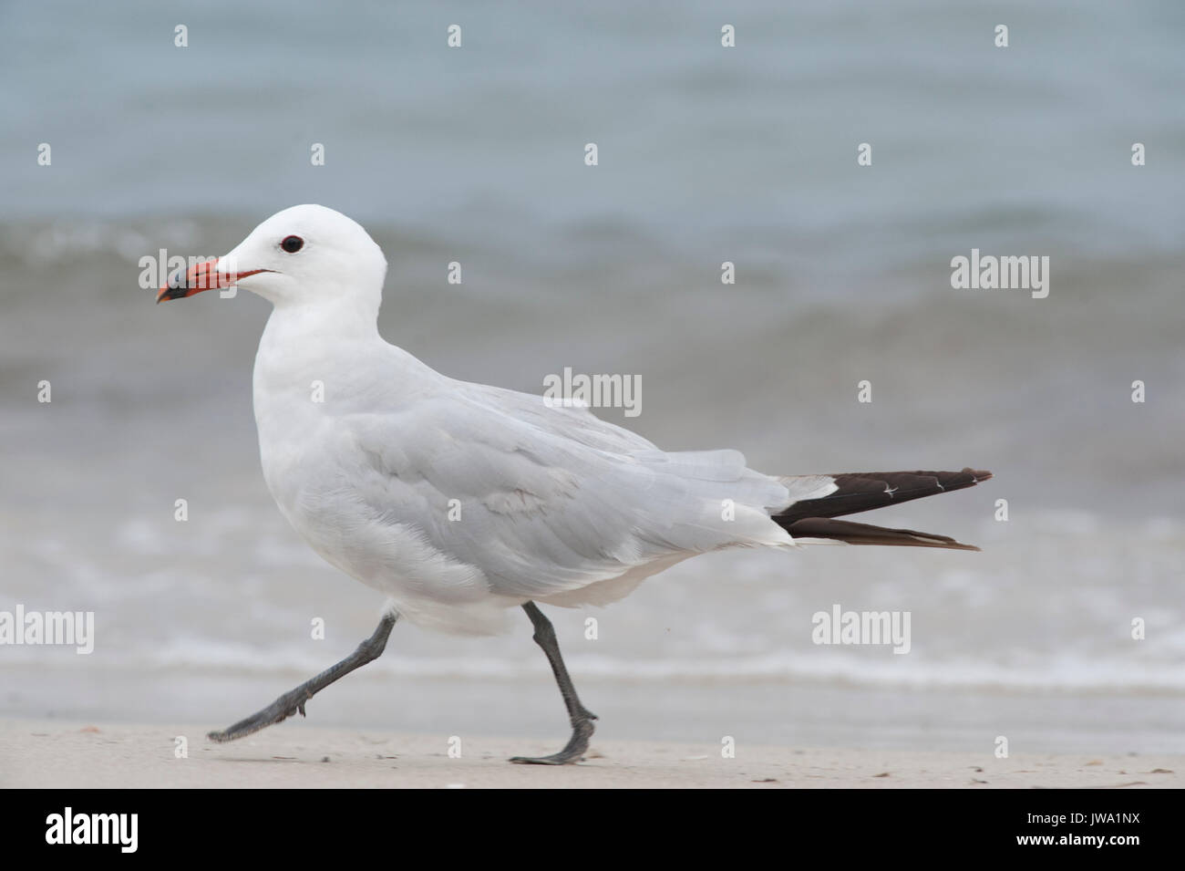 Audouin il gabbiano, Larus audouinii, Ibiza, Isole Baleari, Mare Mediterraneo Foto Stock