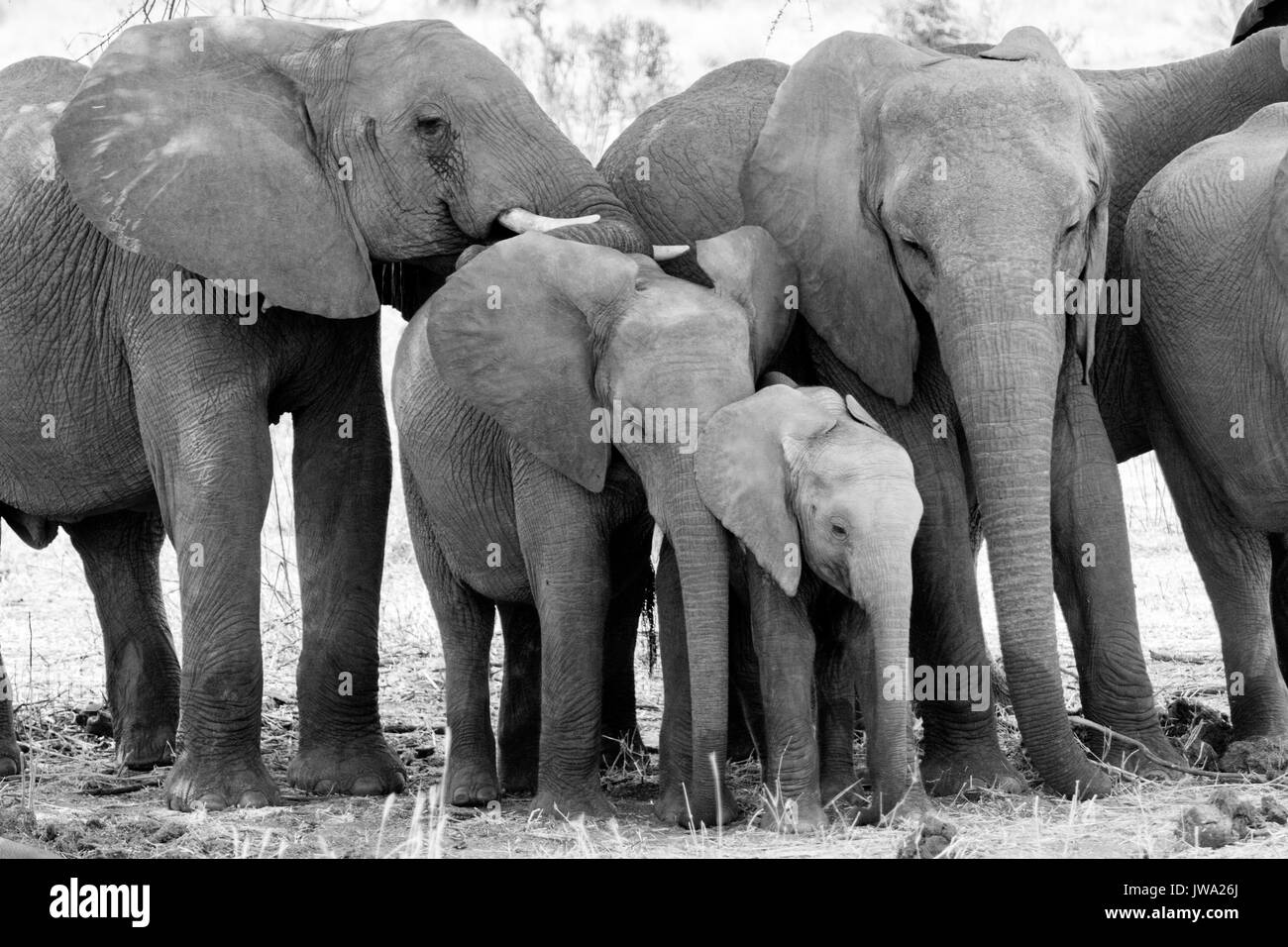 Famiglia dell'elefante africano (Loxodonta africana) nel Ruaha National Park, Tanzania Foto Stock