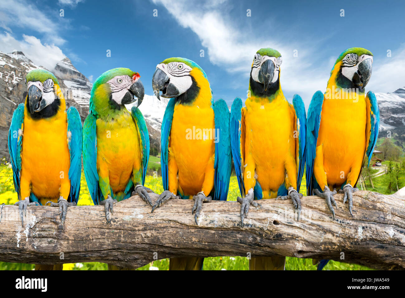 Blu e Oro Macaw contro il paesaggio del fiore giallo campi e scogliere di alta montagna di neve Foto Stock