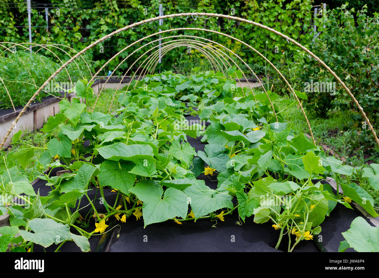 Protezione contro le erbe infestanti quando crescendo i cetrioli con agricoltura arrotolato di copertura non tessuto Foto Stock