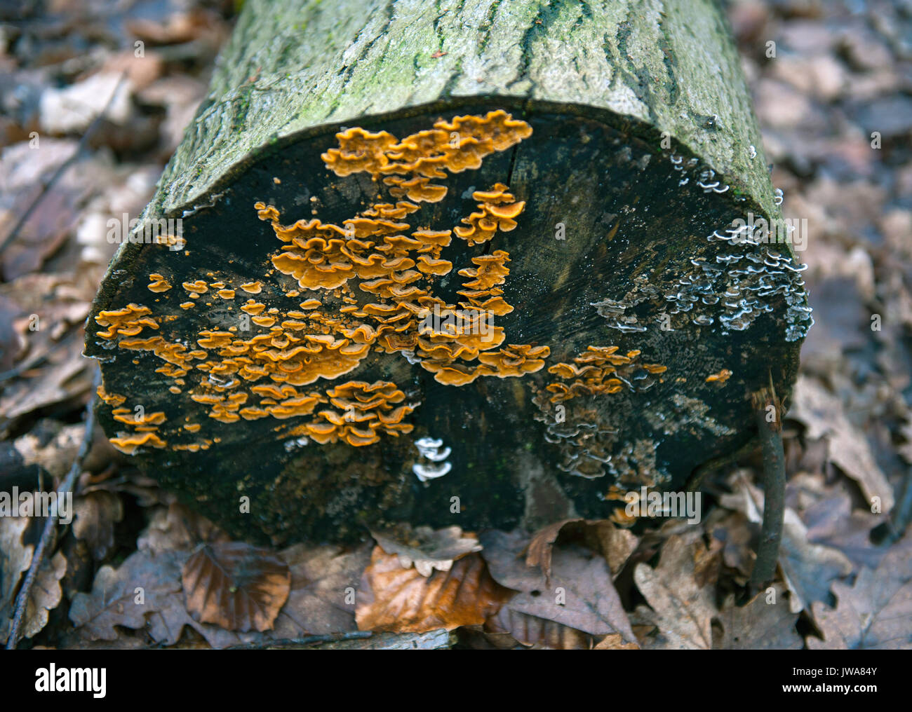 Tagliare tronco di albero con umidità e muffa Foto Stock