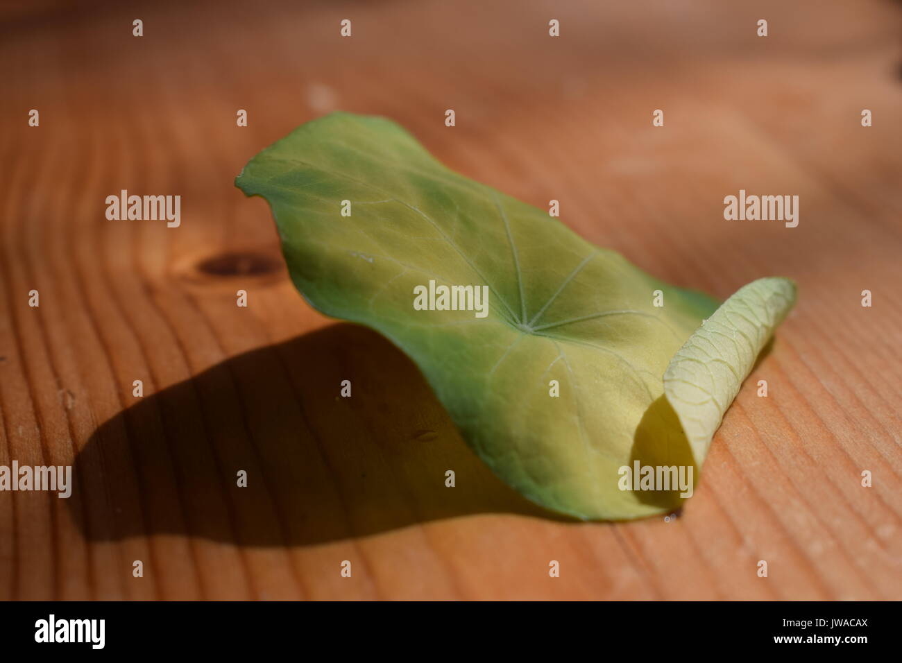 Una foglia Foto Stock