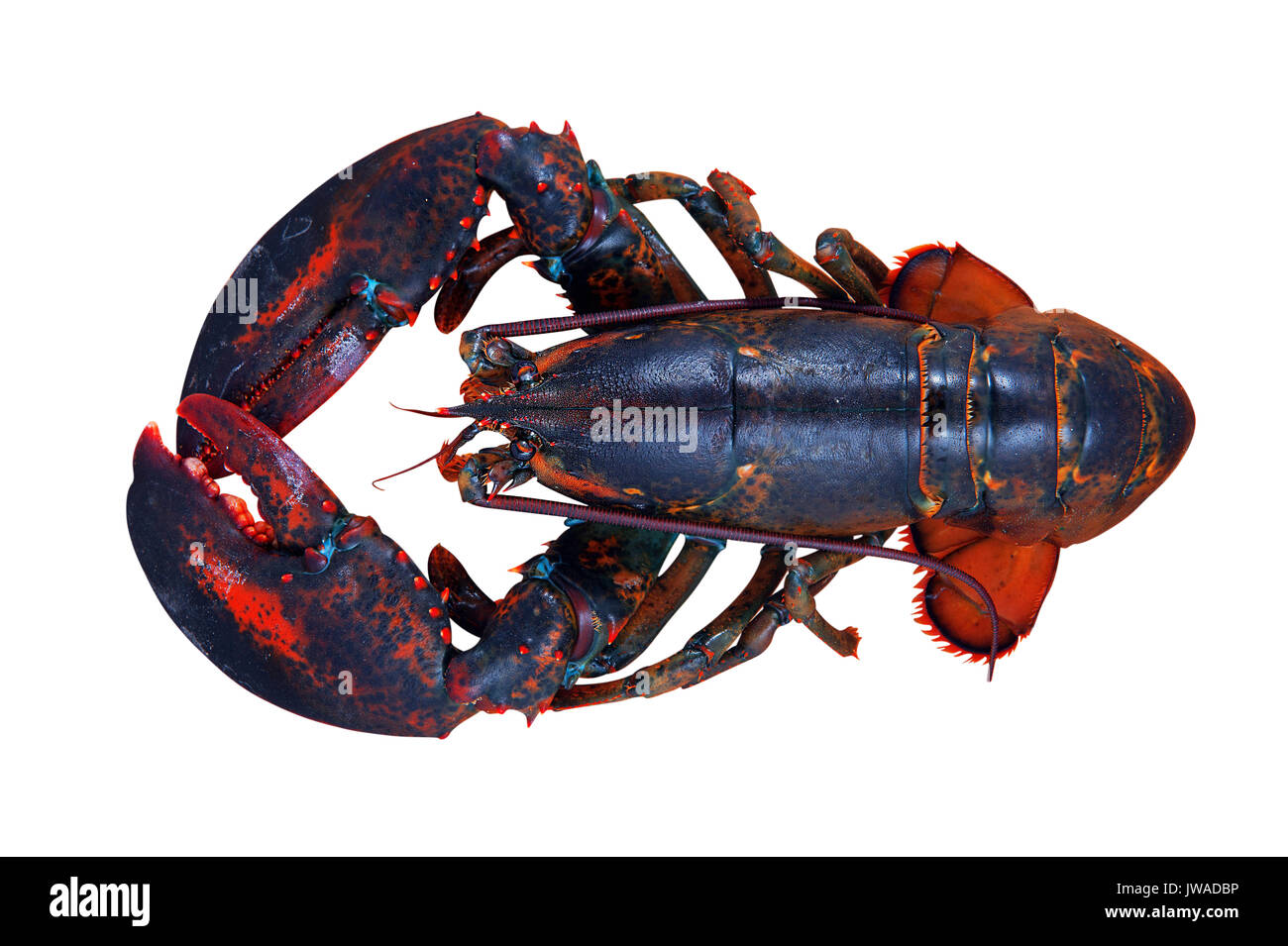 Lobster isolati su sfondo bianco Foto Stock