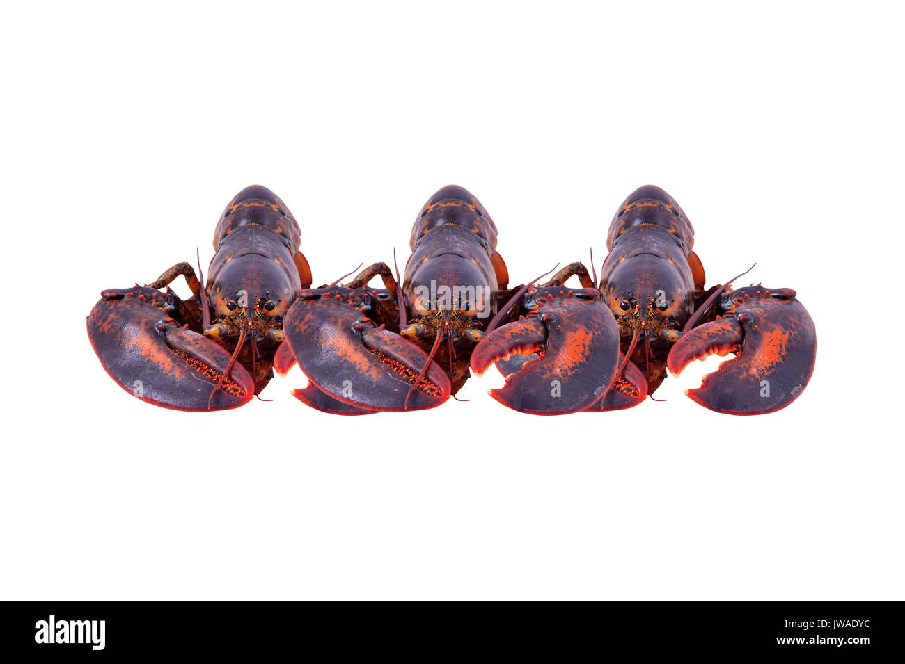 Lobster isolati su sfondo bianco Foto Stock