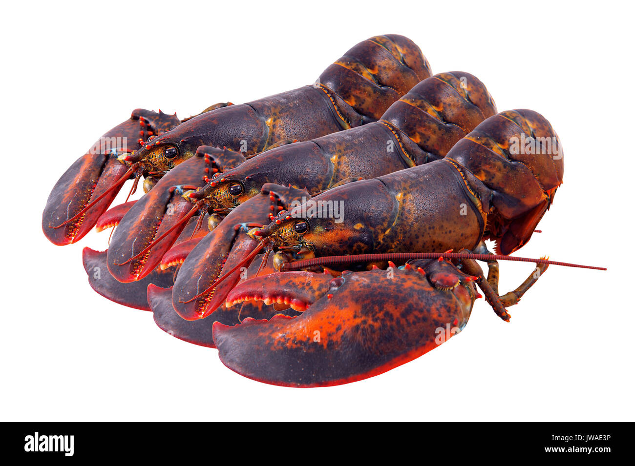 Lobster isolati su sfondo bianco Foto Stock